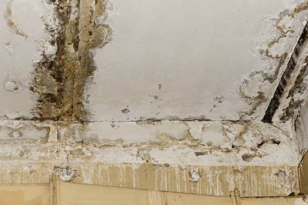 Best Mold Prevention Services  in Lemoyne, PA