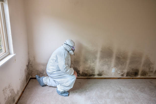 Best Comprehensive Air Testing for Mold Contaminants  in Lemoyne, PA